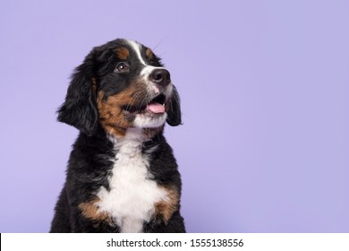 Portrait Of A Bernese Mountain Dog Puppy Looking Up On A Purple Background