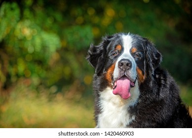 32 Swiss cowherd Images, Stock Photos & Vectors | Shutterstock