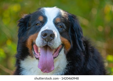 32 Swiss cowherd Images, Stock Photos & Vectors | Shutterstock