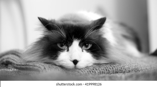 Portrait of a Bi-Color Ragdoll Cat laying down with soulful eyes in Black / White