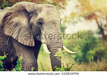 Portrait of a big beautiful elephant outdoors, wild animal, safari game drive, Eco travel and tourism, Kruger national park, South Africa