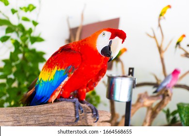 Portrait Of Big Beautiful Red, Blue And Yellow Parrot Inside Home, Indoors. Close Up Profile Photo Of Pet, Domestic Ara Parrot, Exotic Tropical Bird Looking At Camera. Keeping, Feeding Parrot At Home