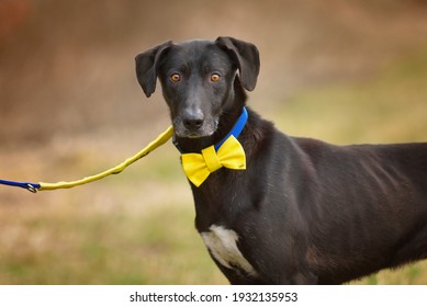 Portrait Of A Big Black Dog On A Leash With A Yellow Ribbon, A Bow Tie On His Neck