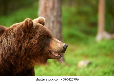 Portrait Of A Big Brown Bear Photographed In Profile