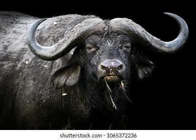 Wild African Buffalo Bull Africa Kenya库存照片245093920 | Shutterstock