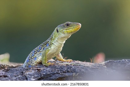 Portrait of a big and dominant adult male ocellated lizard or jewelled lizard (Timon lepidus) in beautiful light. Scary green and blue exotic lizard with vibrant colors in natural environment. Spain - Shutterstock ID 2167850831