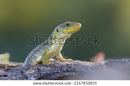 Portrait of a big and dominant adult male ocellated lizard or jewelled lizard (Timon lepidus) in beautiful light. Scary green and blue exotic lizard with vibrant colors in natural environment. Spain