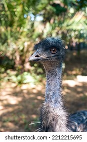 Portrait Of A Big Emu Bird Looking To The Camera, No People, Vertical Image