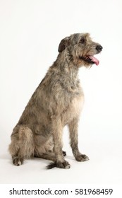 Portrait of a big gray dog of breed the Irish wolfhound on a white background.