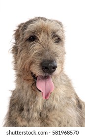 Portrait of a big gray dog of breed the Irish wolfhound on a white background.
