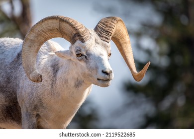 Portrait of a big horned mountain ram