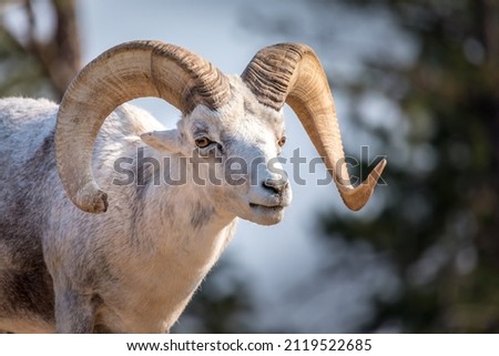 Portrait of a big horned mountain ram
