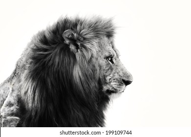 Portrait of big Lion in Masai Mara, Kenya