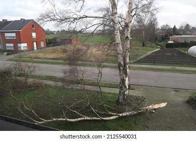 A portrait of a big tree branch lying on the ground which got ripped and broken off due to heavy wind during storm Eunice on 18 februari 2022 of a birch tree.