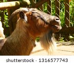 Portrait of a billy goat with goat beard