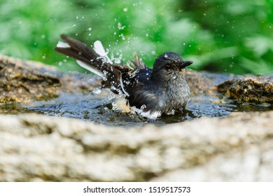 Portrait Bird Taking Bath Backyard Look Stock Photo 1519517573 ...