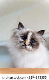 Portrait of a Birman Cat at home - Shutterstock ID 2394893355