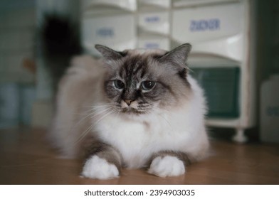 Portrait of a Birman Cat at home - Shutterstock ID 2394903035