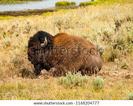 Similar – mr. bison Wild animal