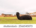 Portrait of a black alpaca sleeping and yawning in the Andes mountain range surrounded by green vegetation and cloudy sky