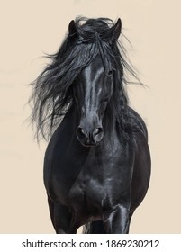 Portrait of black Andalusian Horse with long mane. - Shutterstock ID 1869230212