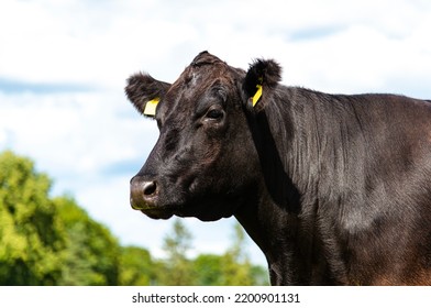 Portrait Of Black Angus Cow, Summer
