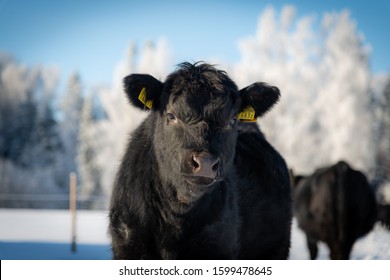 Portrait Of Black Angus Heifer On Winter