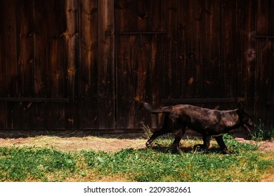 Portrait Of A Black Australian Kelpie Running In The Street