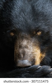 A portrait of a black bear.