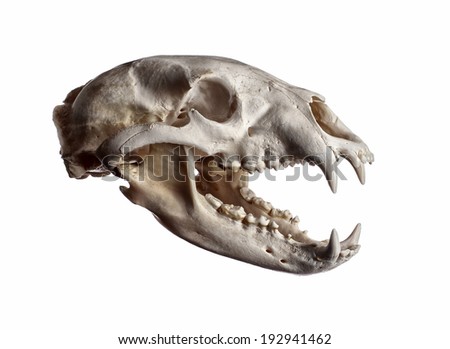 Portrait of a Black Bear Skull