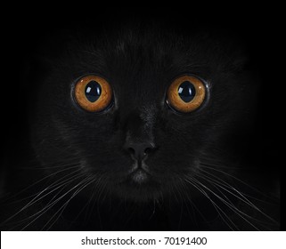 Portrait of a black British cat with orange eyes on black background