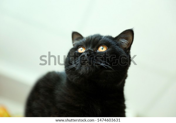 Portrait Black British Shorthair Cat Stock Photo Edit Now 1474603631