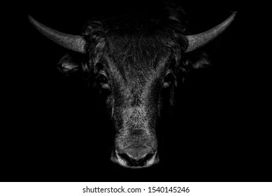 Portrait of black bull on black background - Shutterstock ID 1540145246