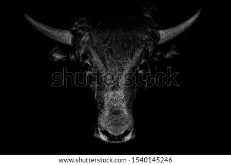 Portrait of black bull on black background