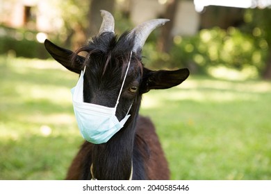 Portrait Of A Black Cameroon Kid In A Medical Mask. The Goat Is In Quarantine. Humor During The Corona Virus Pandemic.