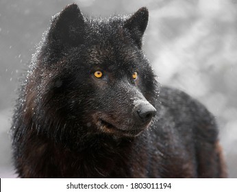 Portrait of a black canadian wolf 