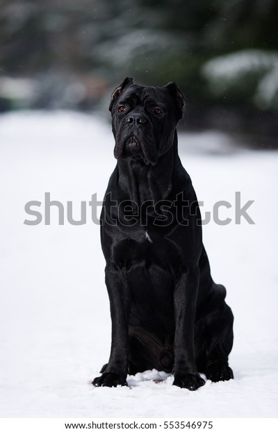 Portrait Black Cane Corso Sitting On Stock Image Download Now