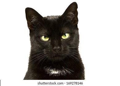 Portrait of an black cat