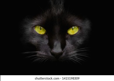 Portrait of black cat with green eyes on dark background