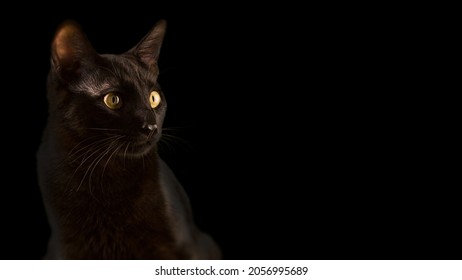 Portrait Of A Black Cat On A Black Background With Copy Space. A Superstitious Evil Animal. Halloween Is A Creepy Horror Holiday.