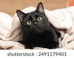 Portrait of a black cat peeking out from under a blanket during a cold snap.