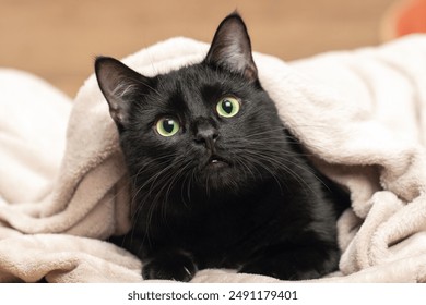 Portrait of a black cat peeking out from under a blanket during a cold snap. - Powered by Shutterstock