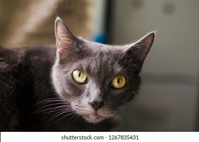Portrait of a black cat with yellow eyes