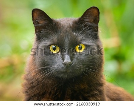 Portrait of a black cat with yellow eyes, cloudy day in spring, green background