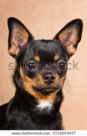 Portrait of a black chihuahua dog