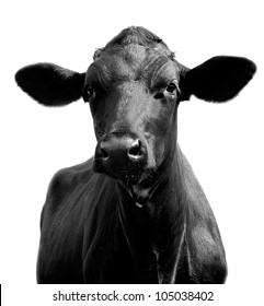 Portrait Of A Black Cow