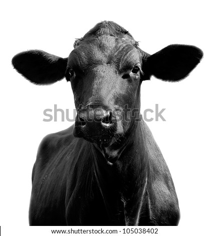 Portrait of a black cow