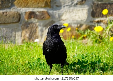 Portrait Of A Black Crow On A Green Meadow. Corvus Corvidae. Bird With Black Plumage.