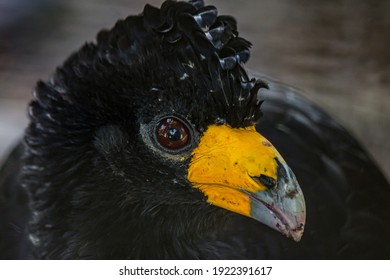 Portrait Of The Black Curassow (Crax Alector) Also Known As The Smooth-billed Or Crested Curassow. It Lives In Forestis Of South America (Colombia, Venezuela, Guiana). It's An Endangered Species.