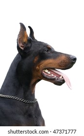 Portrait Of Black Dobermann Isolated Over White Background